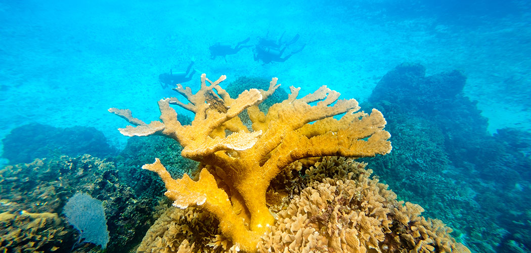 Coral Safari Submarine